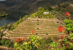 Quinta dos Malvedos MP Sep 2019 07 11