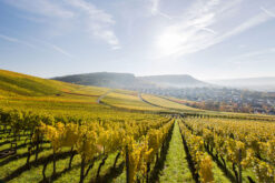 zimmerle image 2 klein