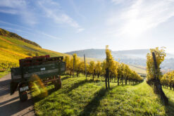 zimmerle image 3 klein