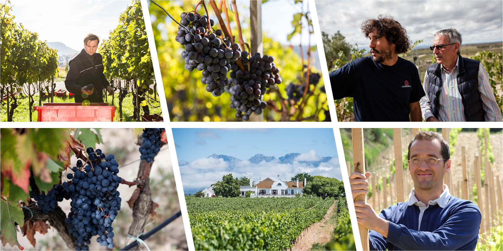 Kollektion aus Bildern über Reben, Verschiedene Winzer auf dem Feld dargestellt