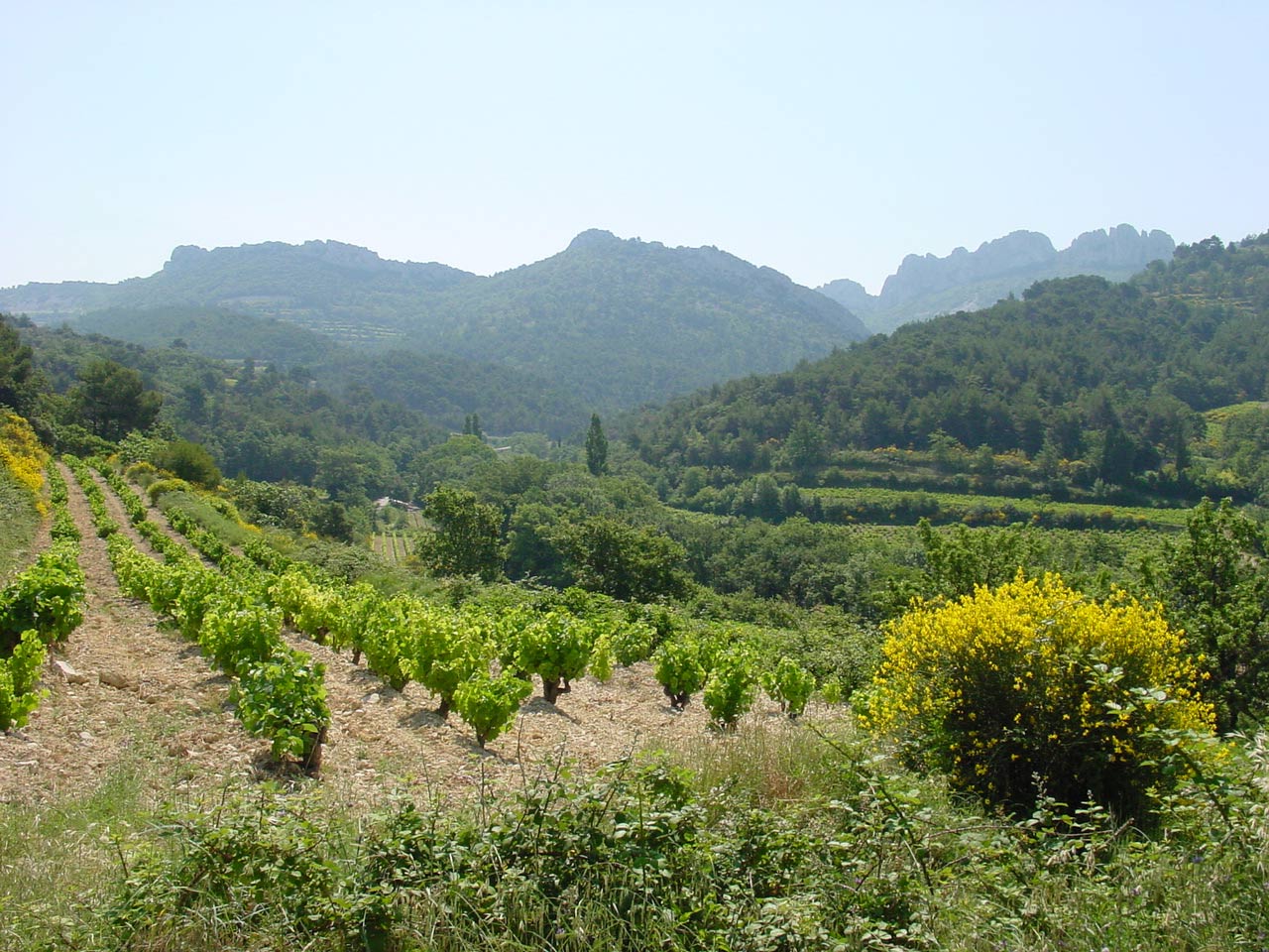 saint cosme clairette